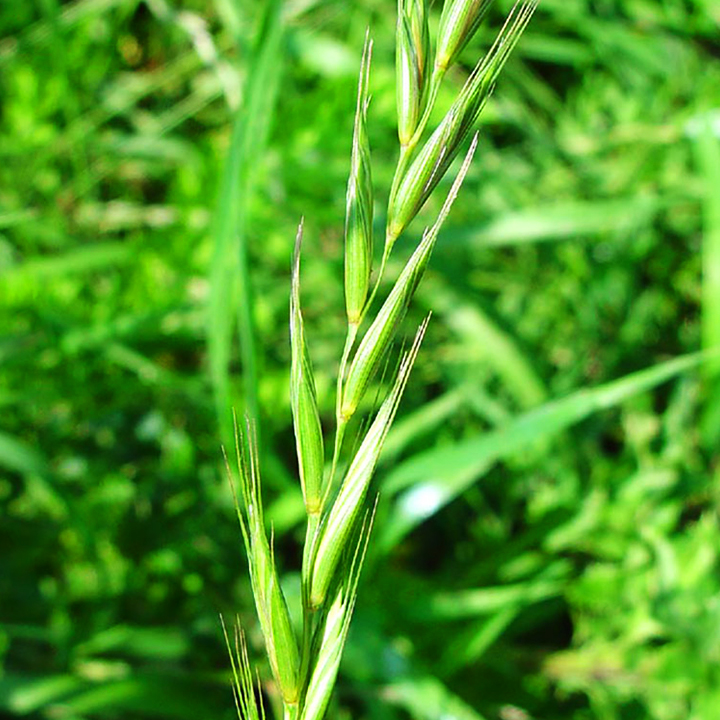 ПИРЕЙ – Житняк , пълзящ пирей ( Agropyrum repens ( L.) ) ...