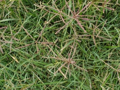 ТРОСКОТ – Айрък (Cynodon dactylon (L.) Pers.)