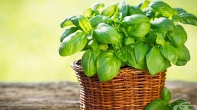 Да си направим кът с билки!