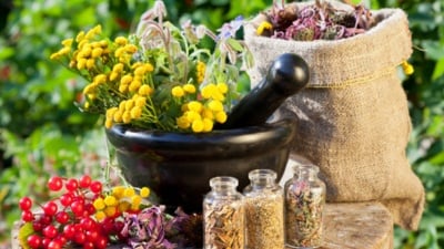 Как се берат билки. Правила при брането на билките.