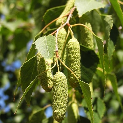 БРЕЗА БЯЛА – Обикновена бреза (Betula pendula Roth.)