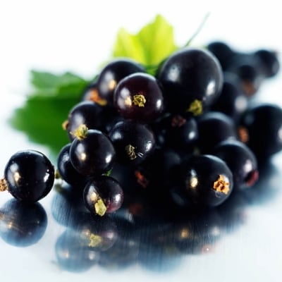 КАСИС – Черно френско грозде  (Ribes nigrum  L.)