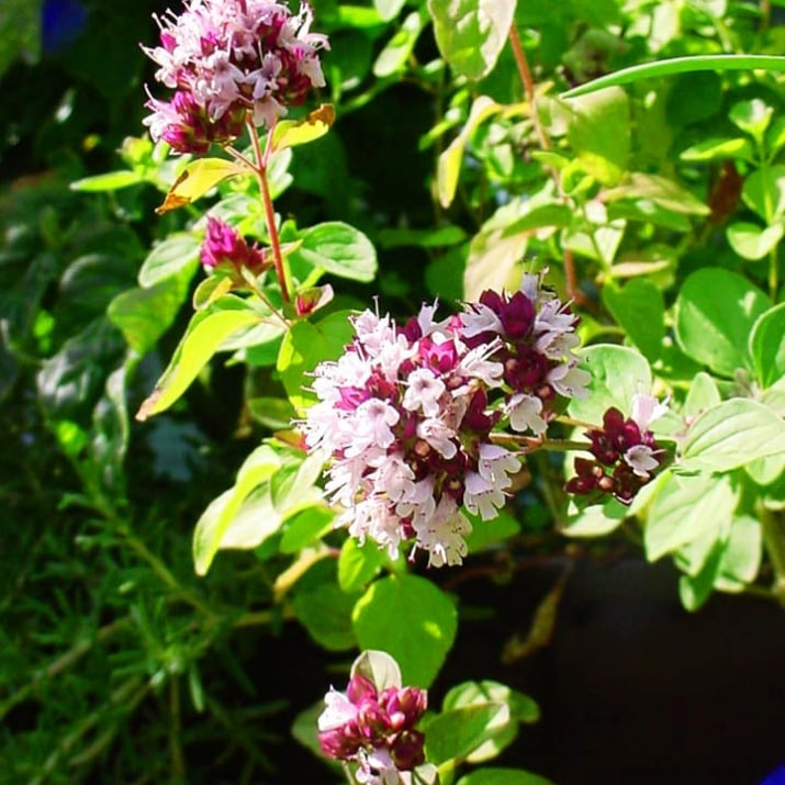 БЯЛ РИГАН – Южен риган (Origanum heracleoticum L.) | Бил ...