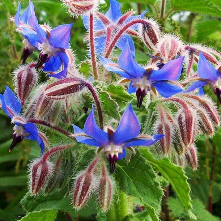 КРАСТАВИЧНА ТРЕВА – Лопох, пореч (Borago officinalis L.