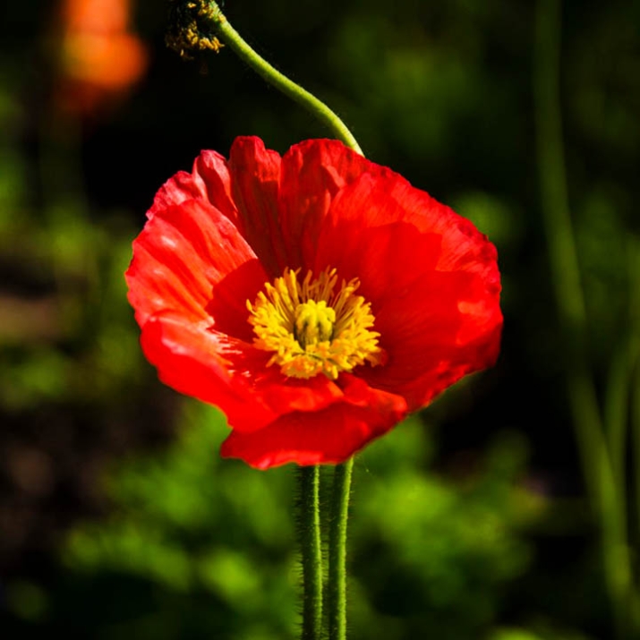 МАК ПОЛСКИ – Див мак, кадънка (Papaver rhoeas L.) | Билк ...