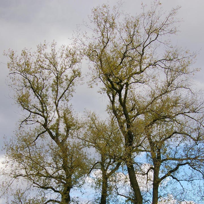 ЧЕРНА ТОПОЛА (Populus nigra L. ) | Билковита - Силата на ...