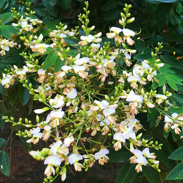 ЯПОНСКА СОФОРА – Японска акация (Sophora japonica L.) - Билковита